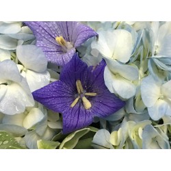 Blue Hygrangea with One Dozen Maria Pink Rose Bouquet