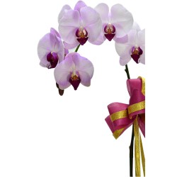 Taiwan Orchid Elegance with Fillers in a Classic Pot